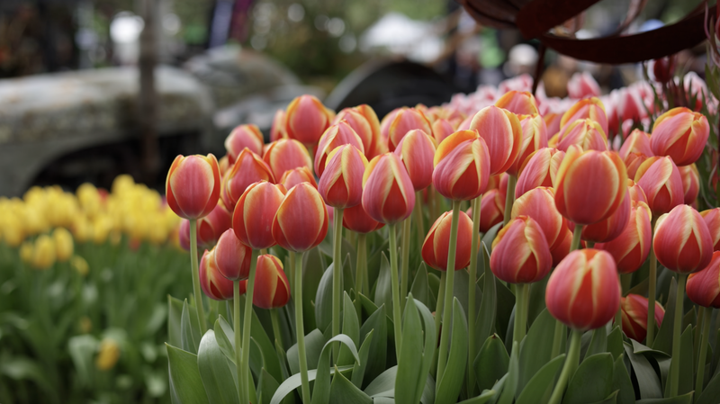 Unearthing Your Path: Trainer Insights on Studying Horticulture
